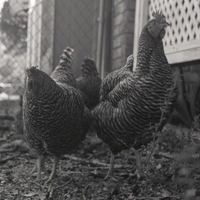 Backyard chickens