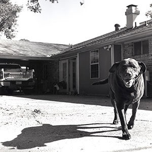 Tasso (brown lab) running toward me