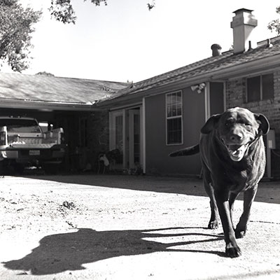 Tasso (brown lab) running toward me