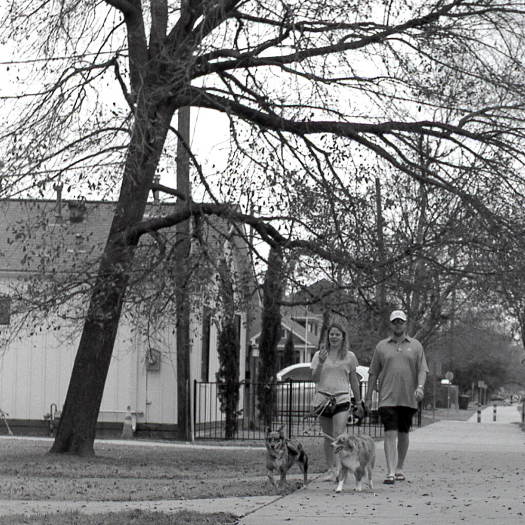 Walking the Dogs - Houston Heights