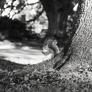 Squirrel on LSU Grounds