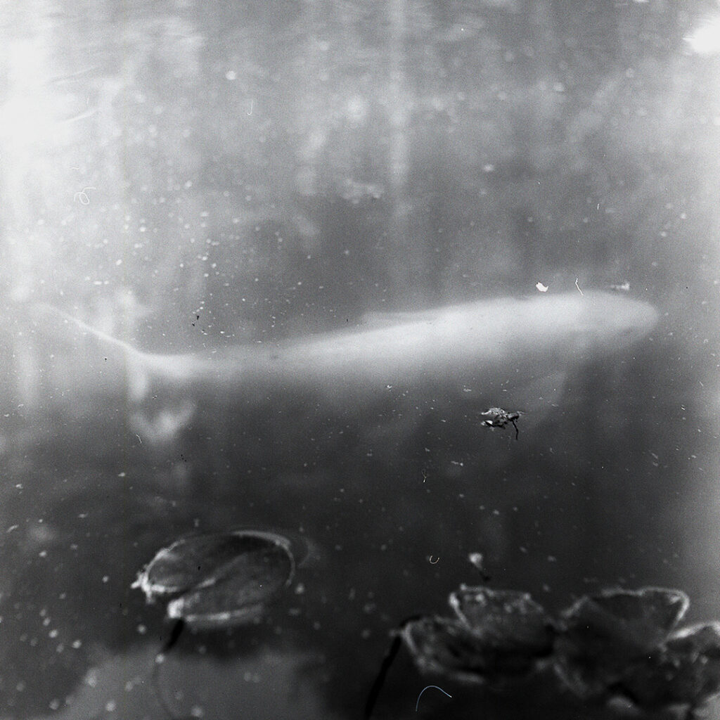 Koi at Garvan Woodland Gardens