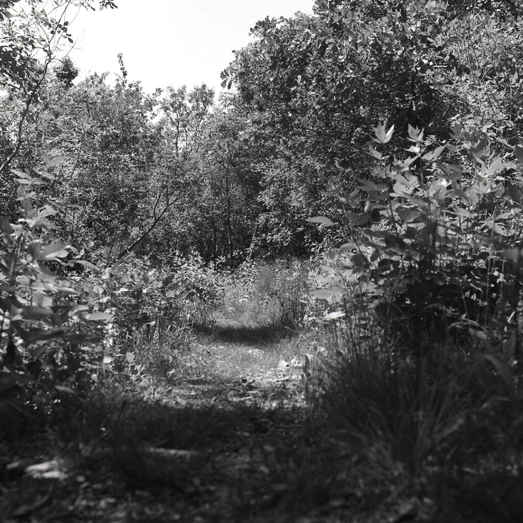 Lake Catherine Trail